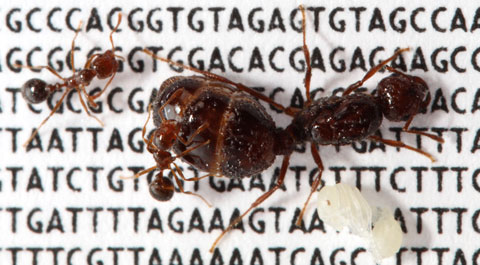 fire ants on the genomic sequence of their social chromosome