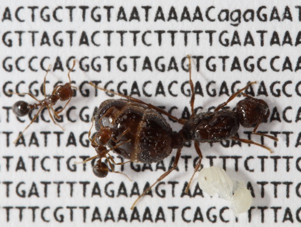 Fire ants on genome