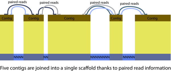 ContigsJoinedToScaffold