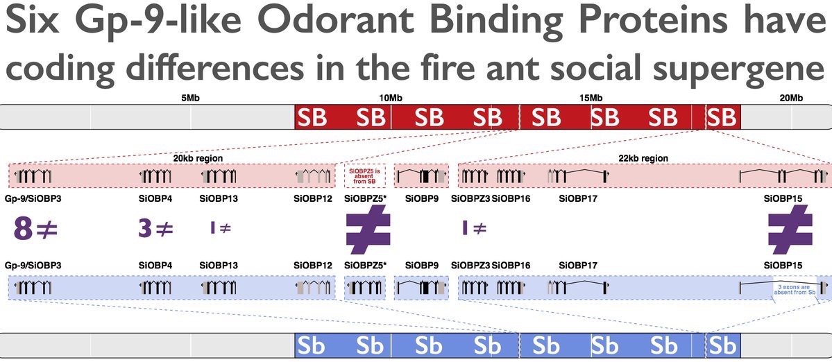 Fire ant social chromosomes: Differences in number, sequence and expression of odorant binding proteins