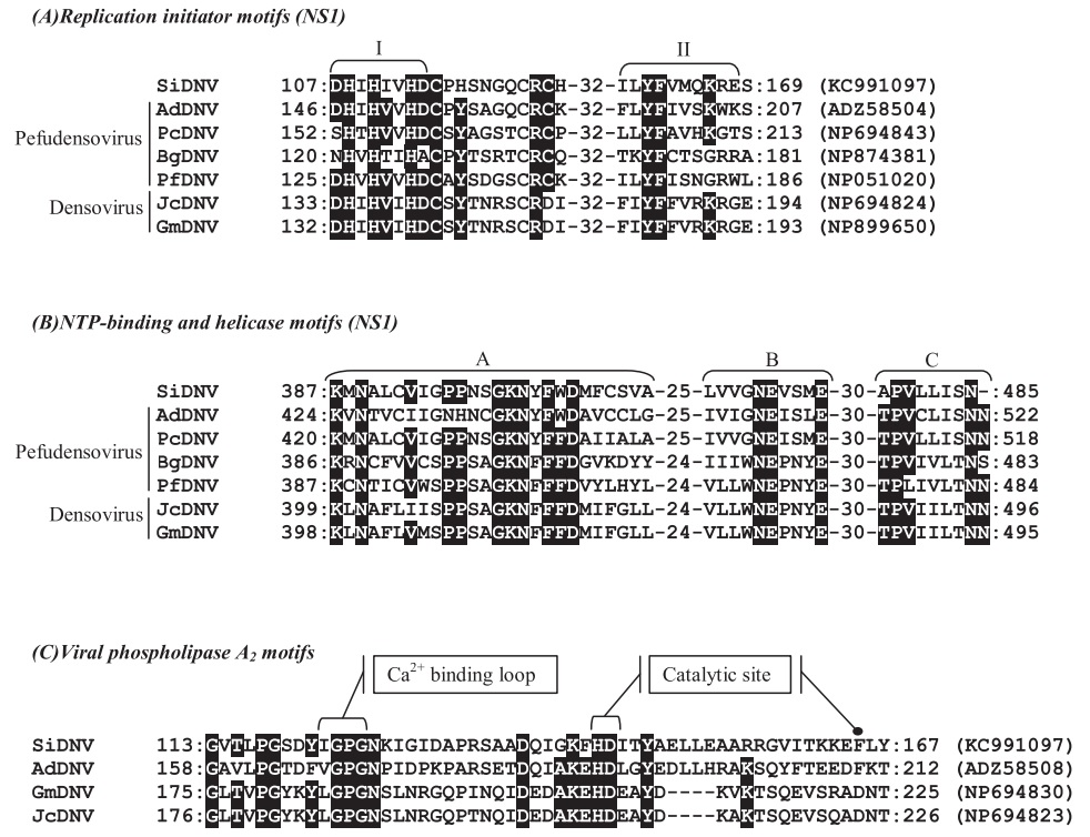 Alignment comparisons of predicted amino acid sequences