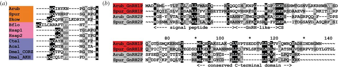 Alignment of A. rubens GnRH-type peptides/precursors with other