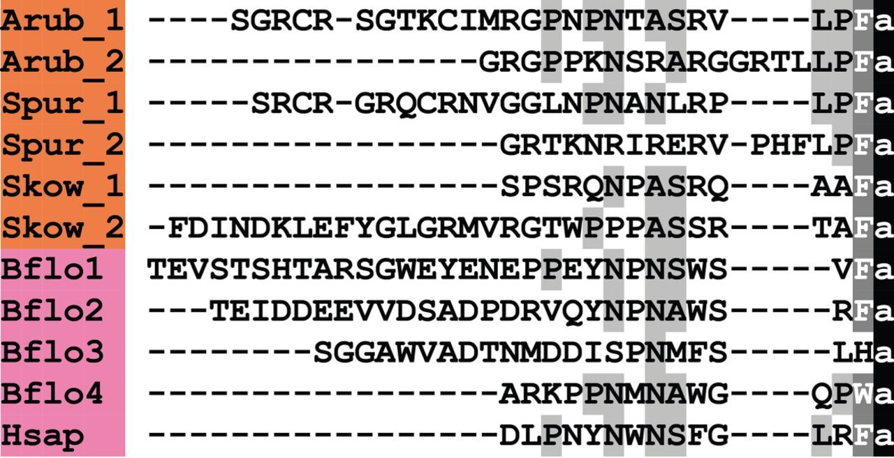 Alignment of ArKP1 and ArKP2 with other kisspeptin (KP)-type peptides