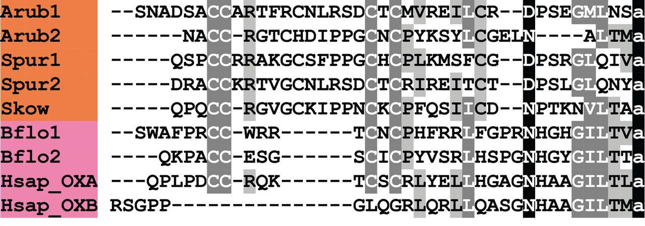 Alignment of ArOX1 and ArOX2 with other orexin (OX)-type peptides