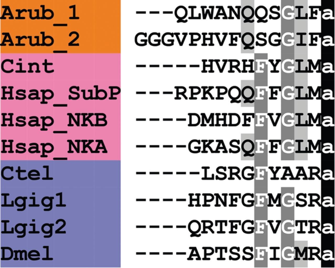Alignment of ArTK1 and ArTK2 with other tachykinin (TK)-type peptides