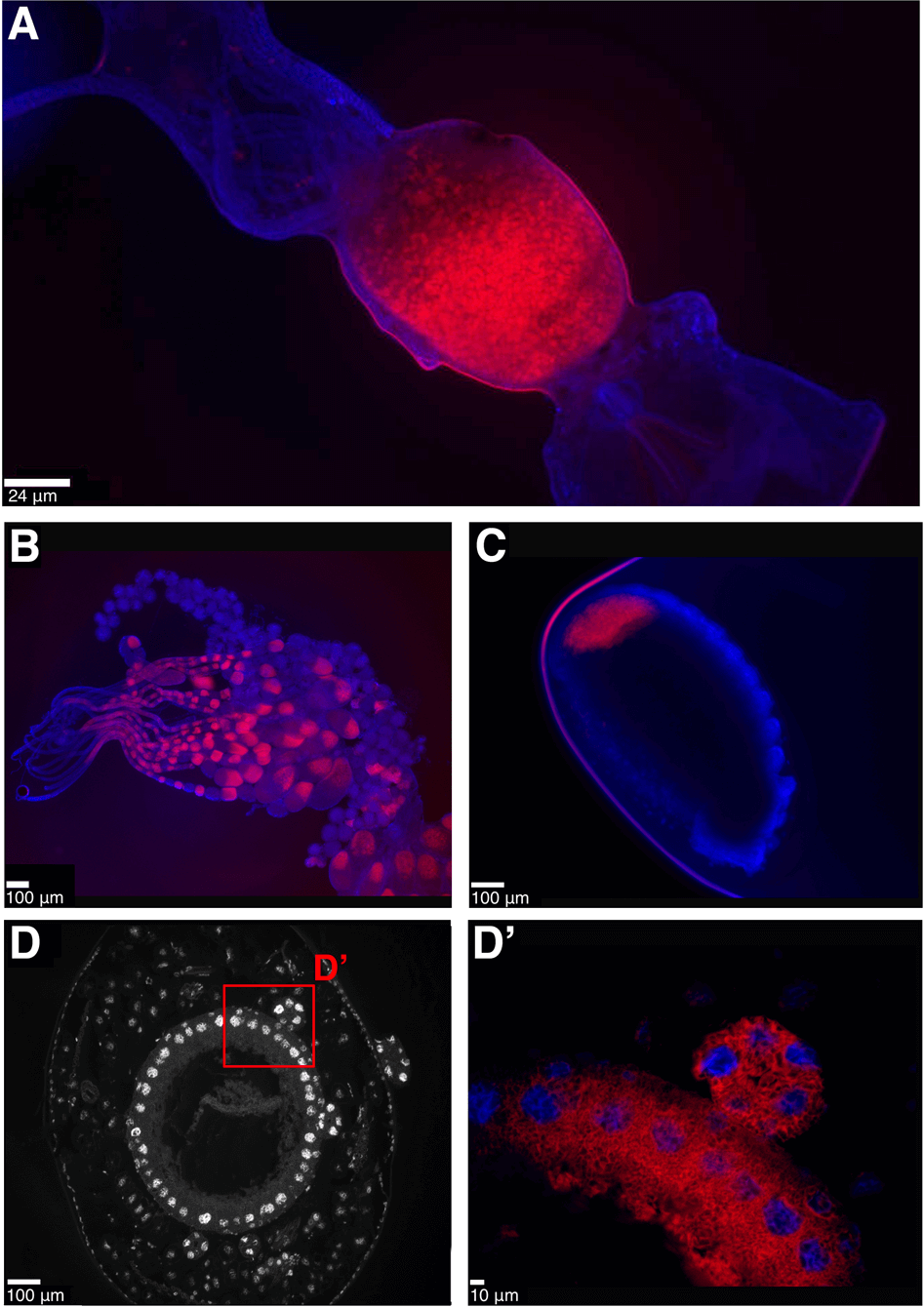 Anatomical localisation of symbiont in Formica ants