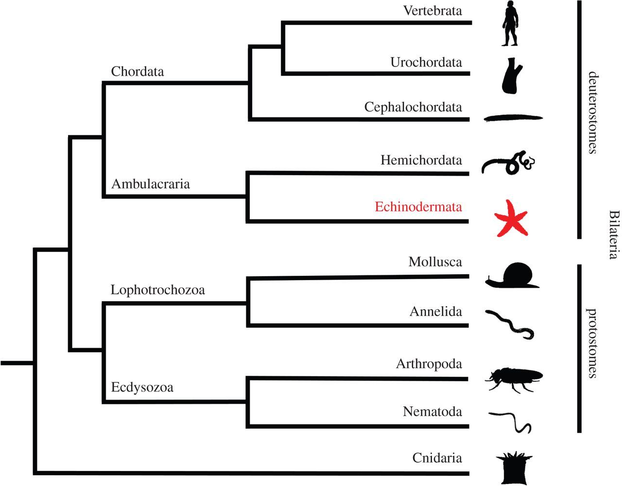 Animal phylogeny