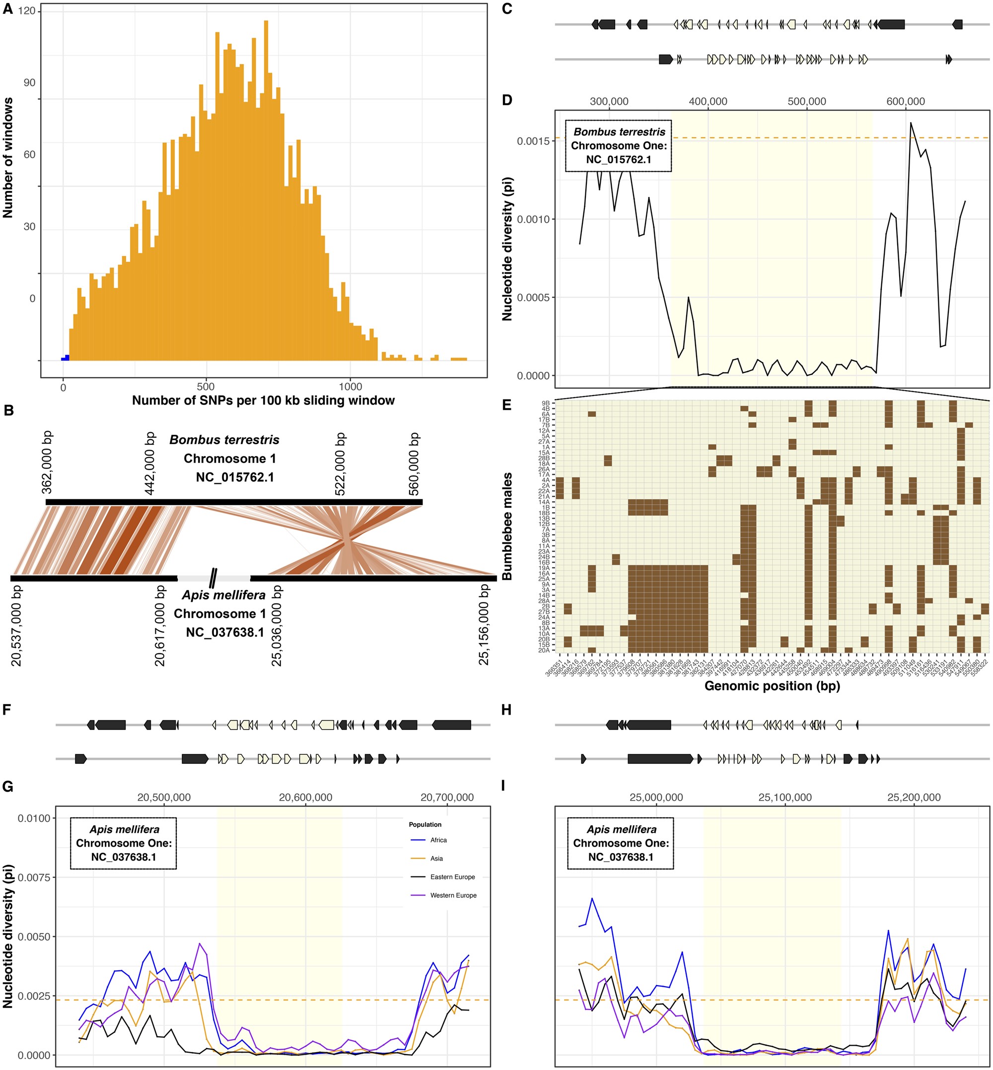 Conserved gene-rich region of low nucleotide diversity in bumblebee and honeybee