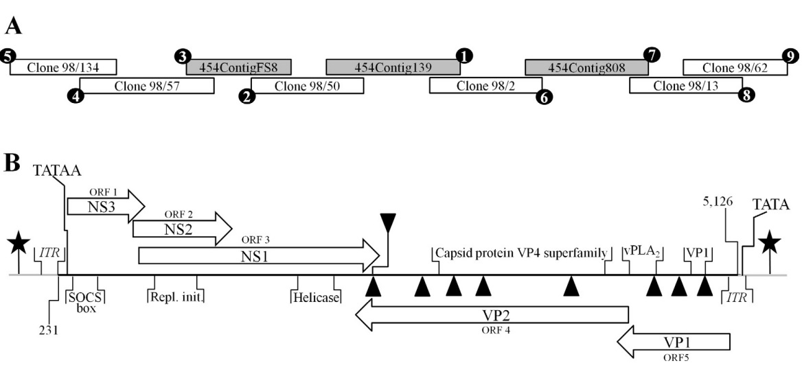 Depiction of the strategy used to acquire the SiDNV genome