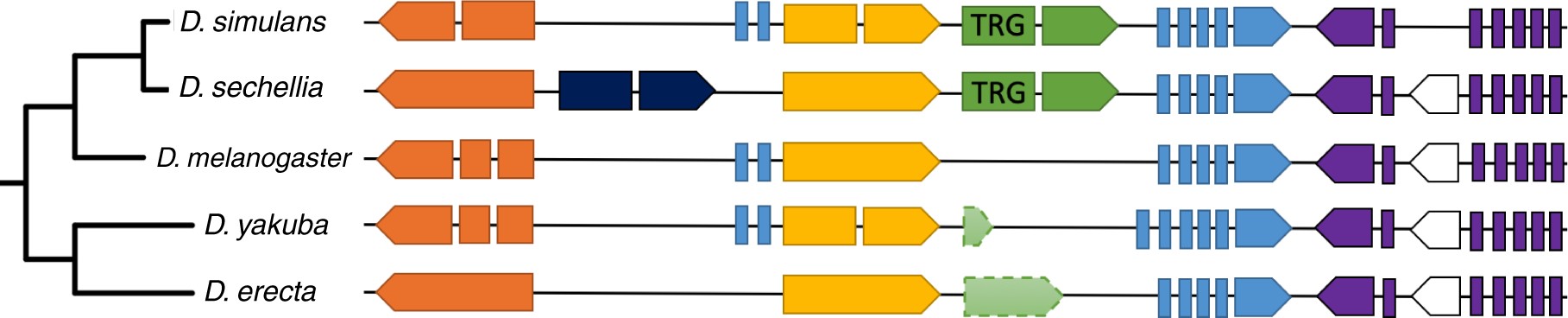DNA regions homologous to the TRGF containing Dsim_GD19764 and Dsec_GM10790