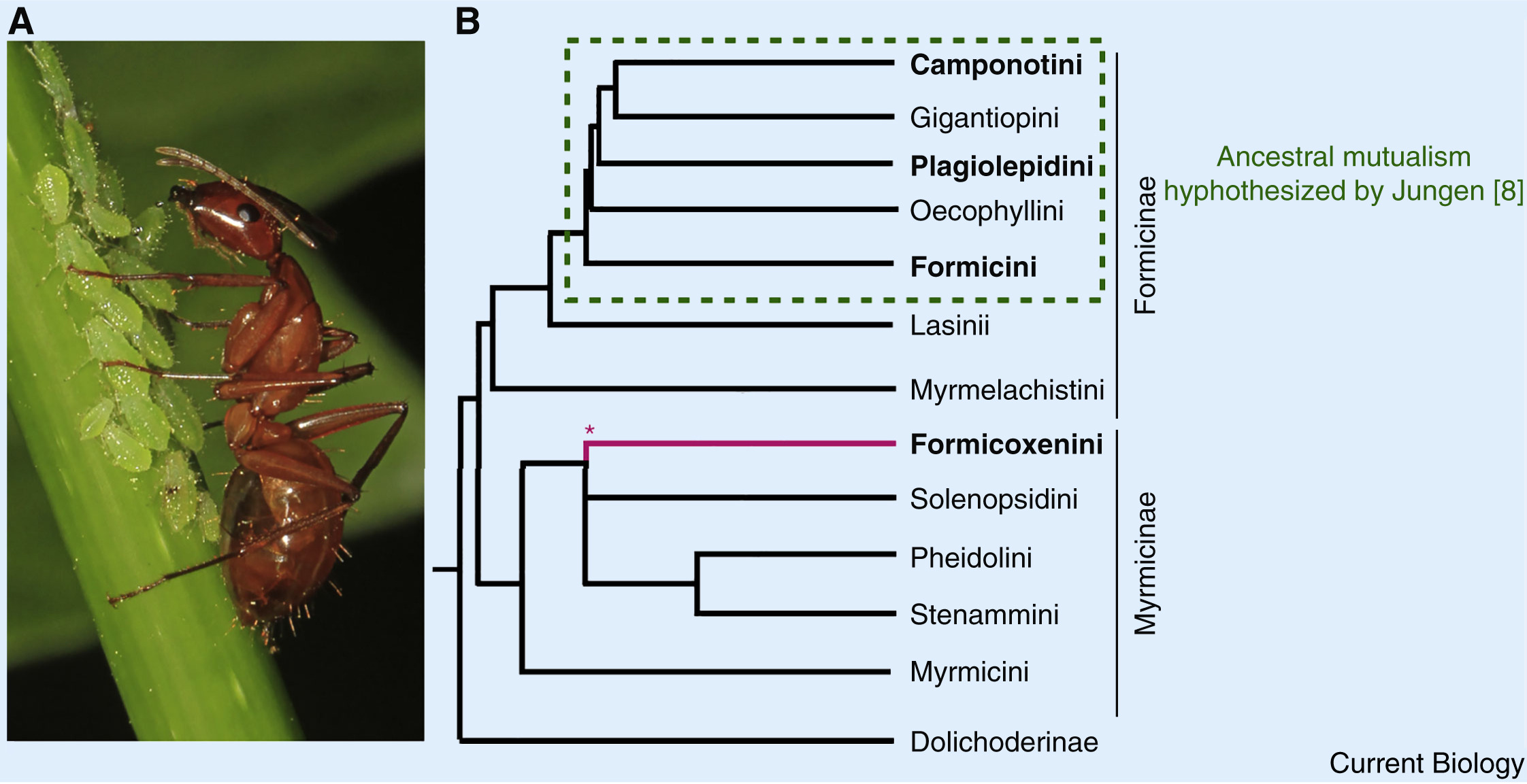 Endosymbiont mutualisms in ants