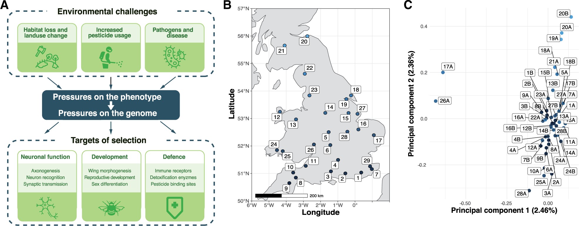 Environmental pressures affecting insect pollinators and population structure of wild-caught British B. terrestris