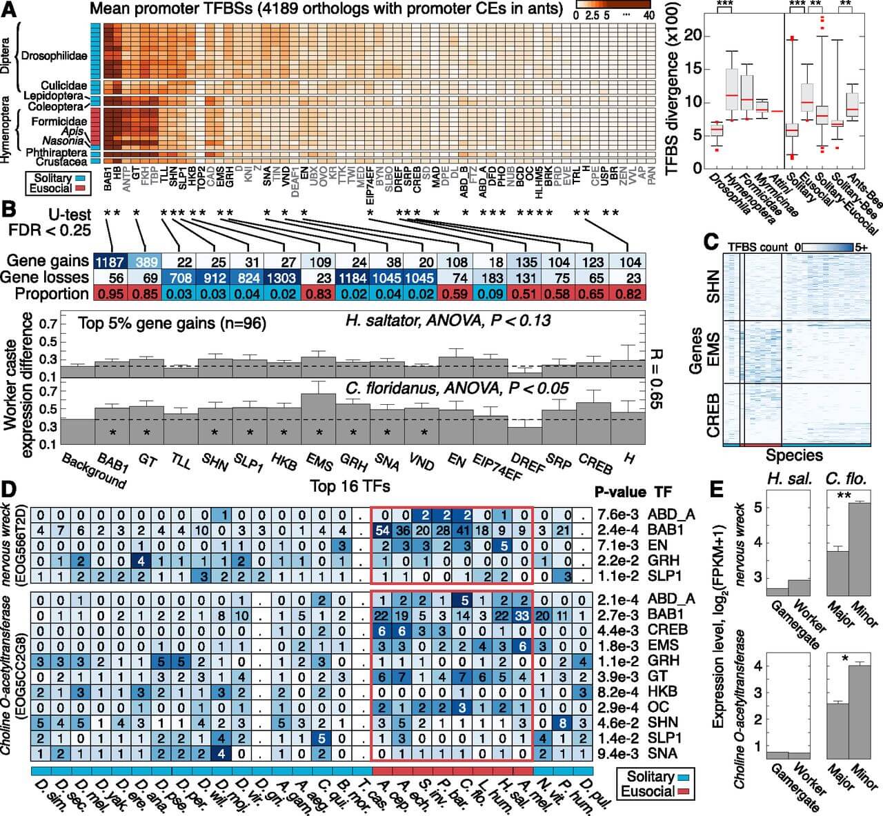 Evolution of transcription factor binding sites