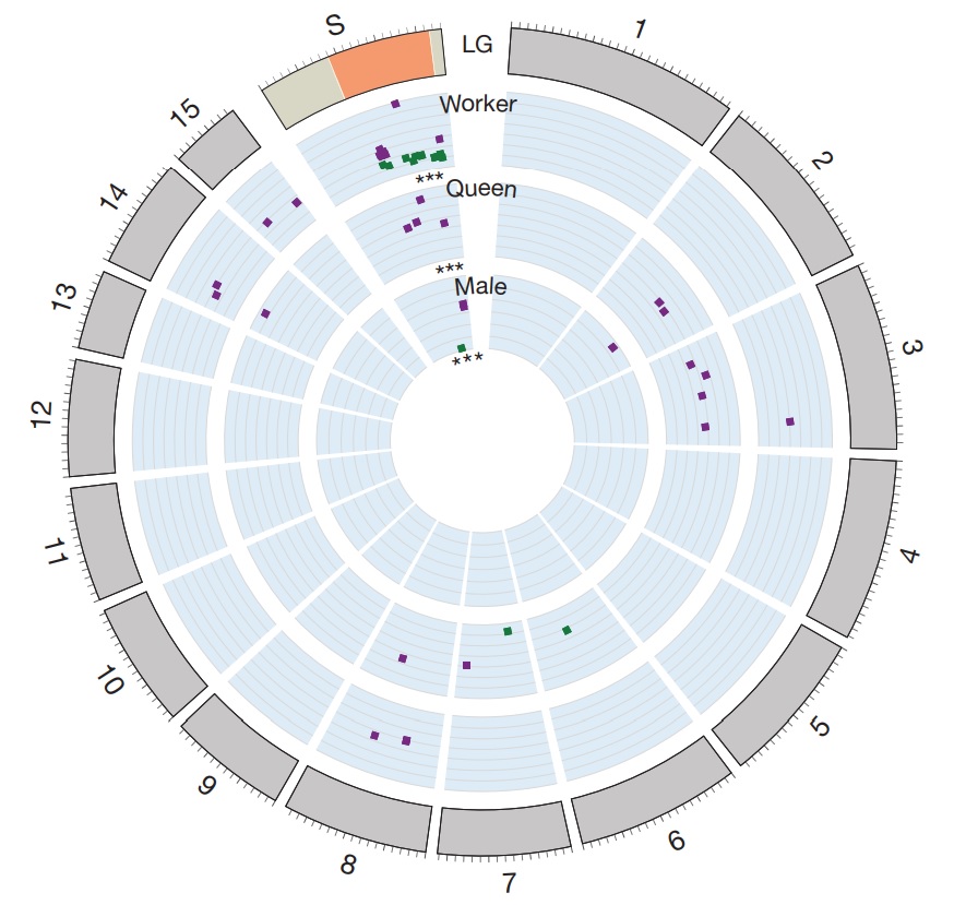 Expression of genes associated with Gp-9 genotype