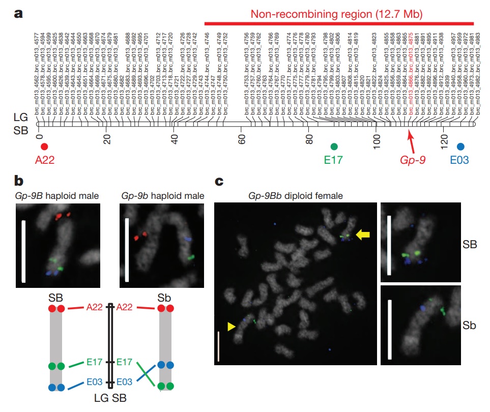 Fine-scale mapping and BAC-FISH analysis