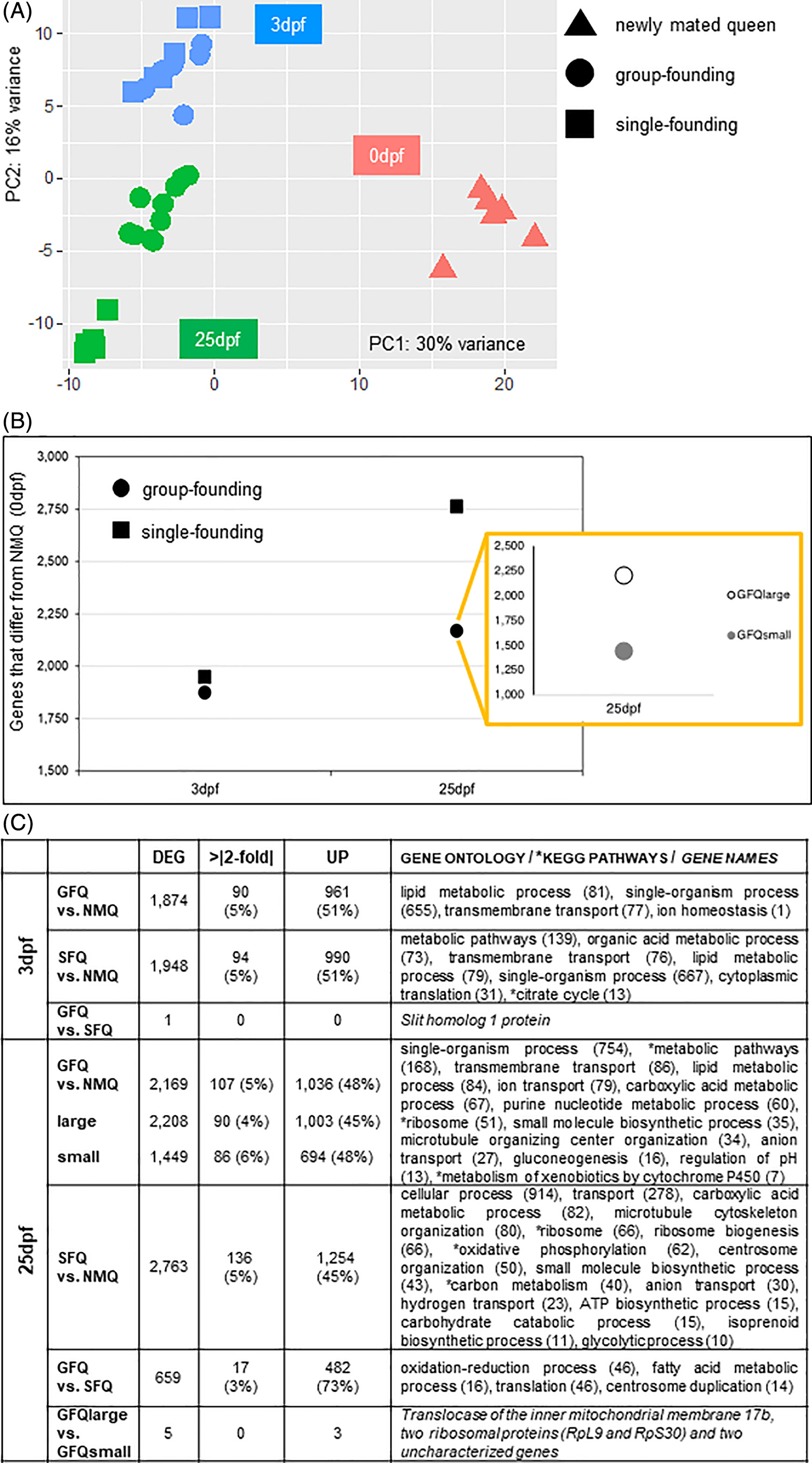 Gene expression analyses of group-founding versus single-founding queens