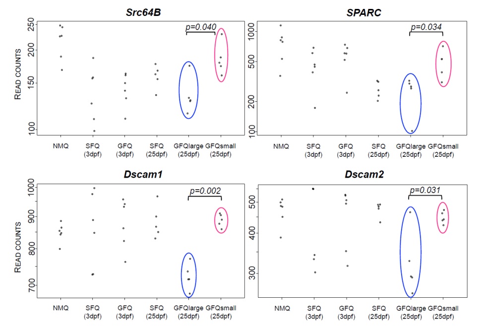 Gene expression analysis of large vs. small groups