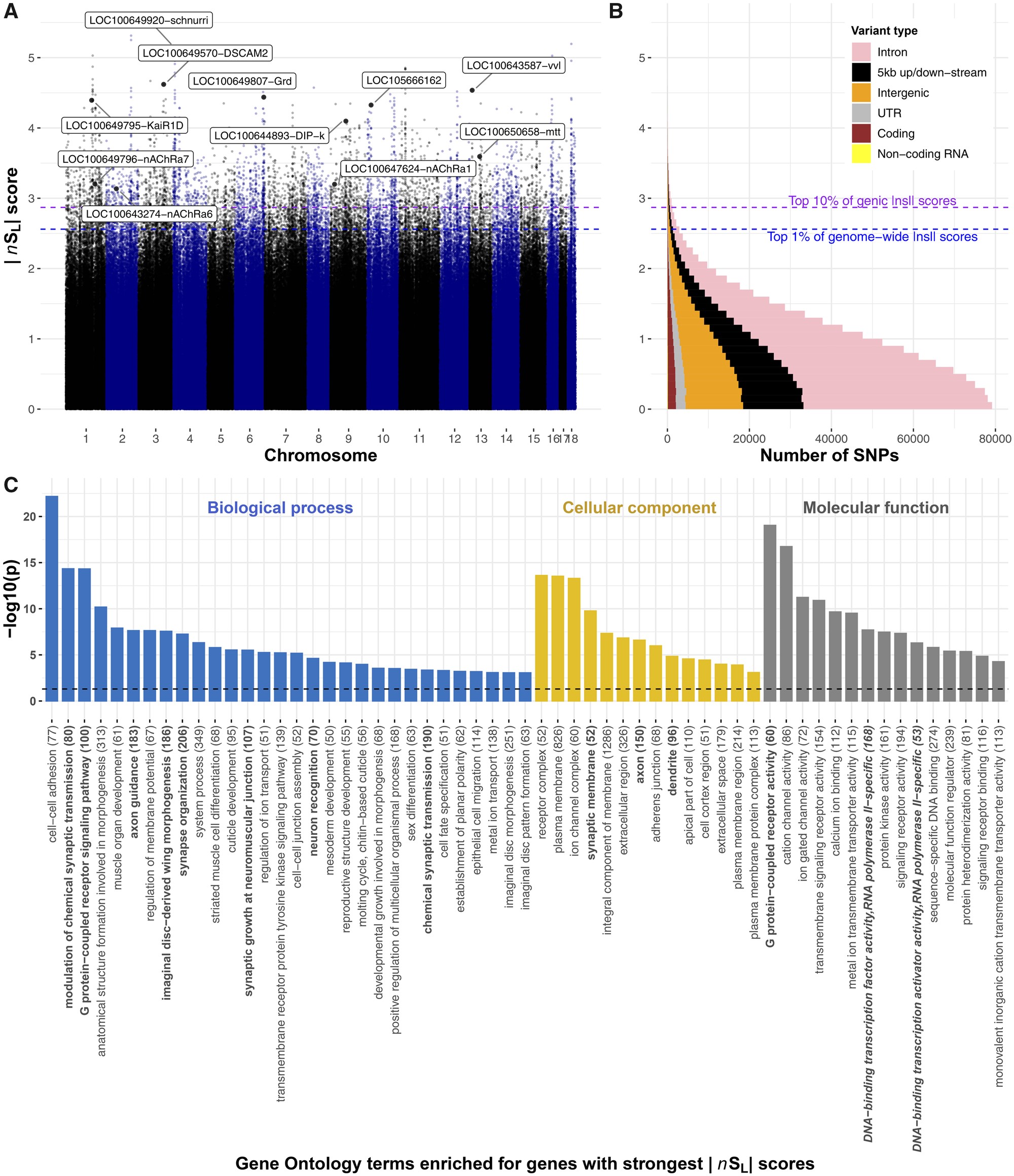 Genome-wide signatures of selective sweeps in British B. terrestris bumblebees