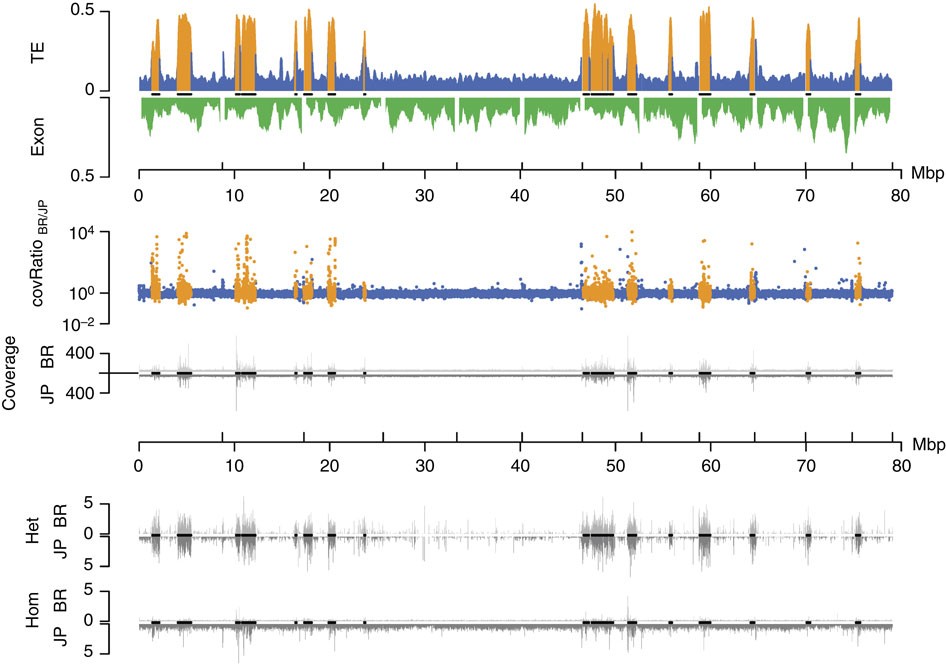 Genomic divergence and subgenomic structure