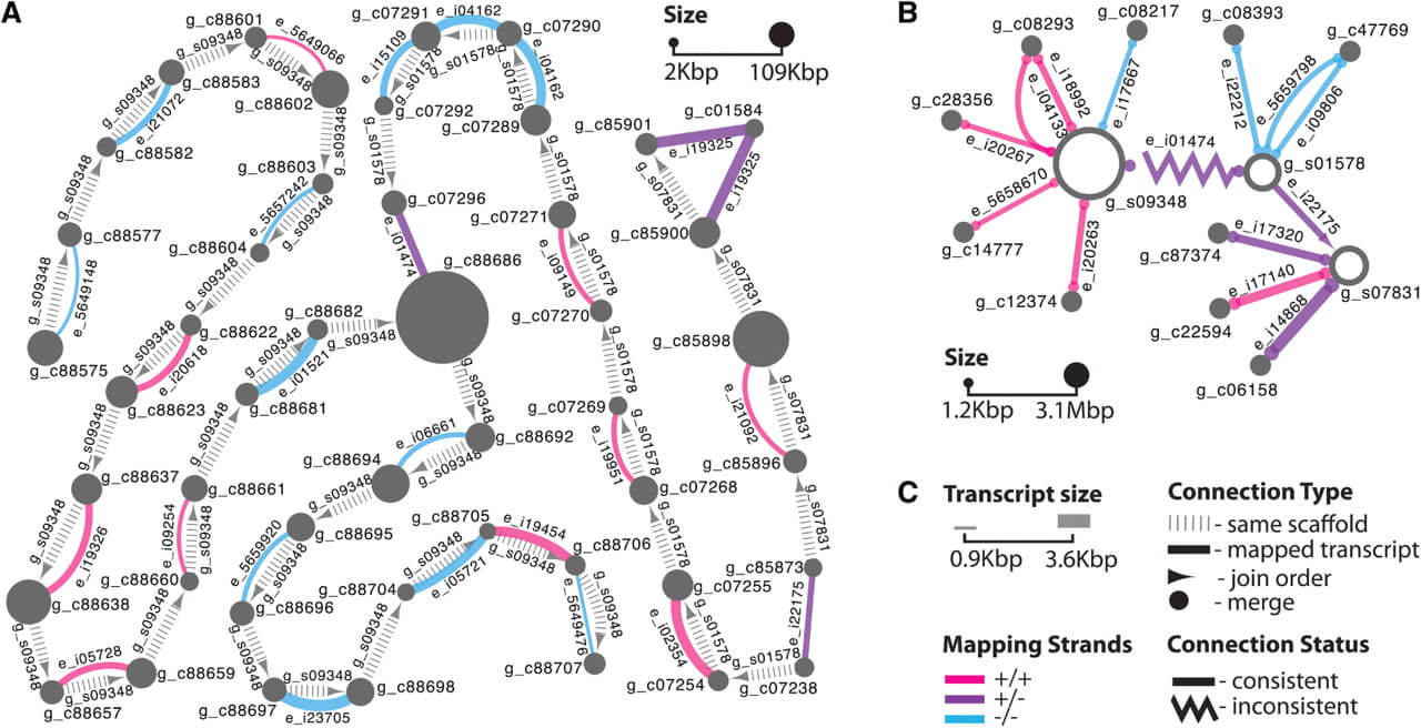 Global alignment views in Cytoscape