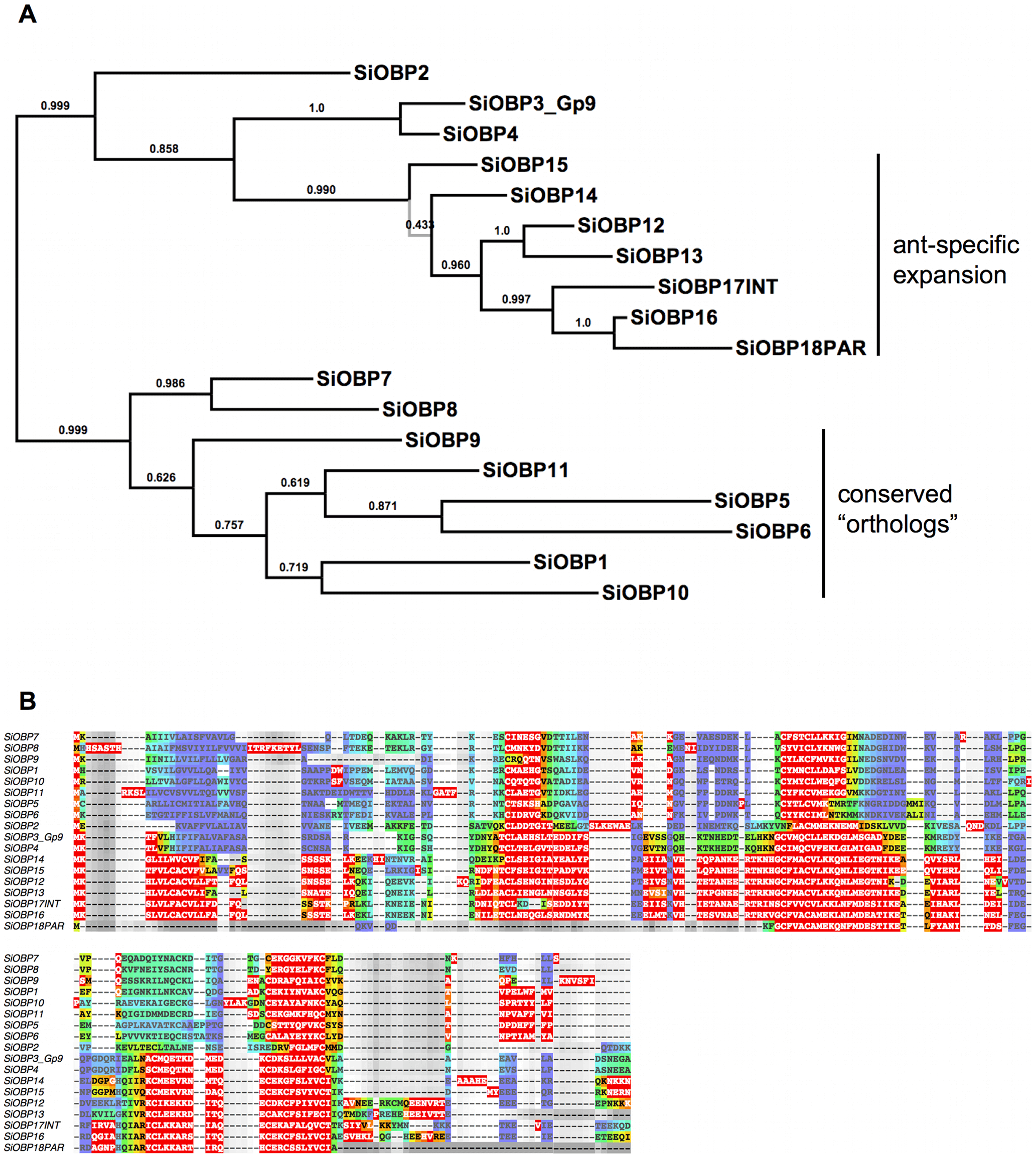 Maximum a-posteriori (MAP) phylogeny