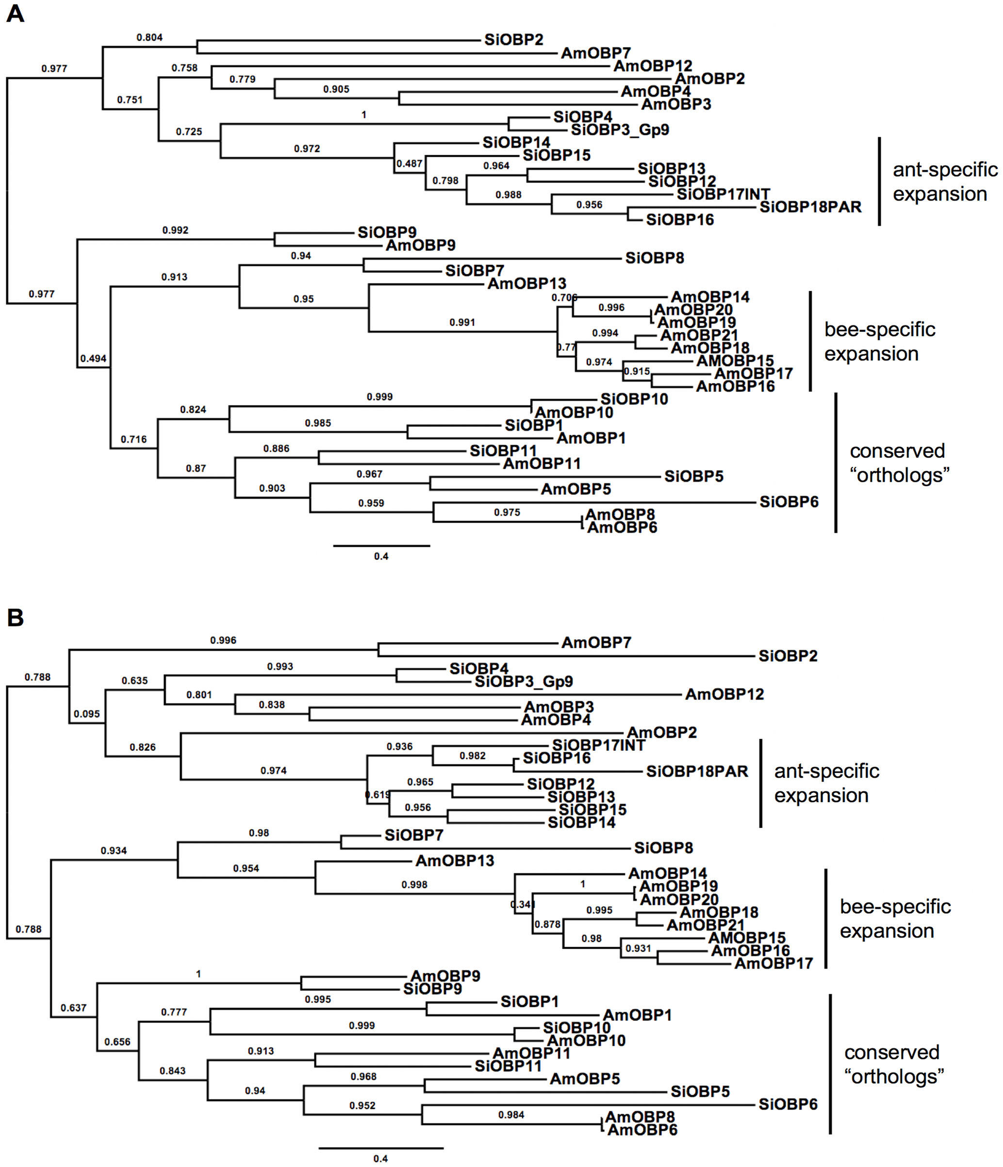 Maximum a-posteriori (MAP) phylogeny