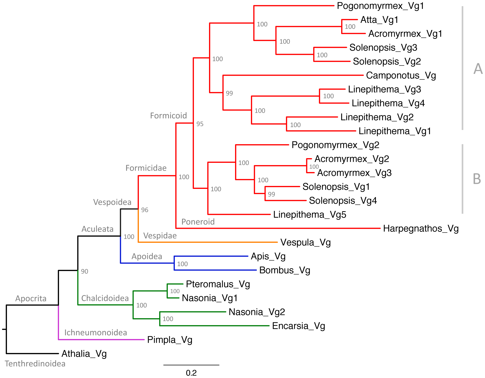 Maximum likelihood tree of ant vitellogenins