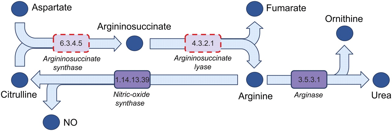 Missing genes in the arginine biosynthesis pathway