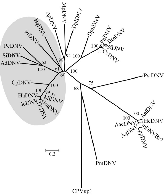 Neighbor-joining tree depicting relationships of protein sequences