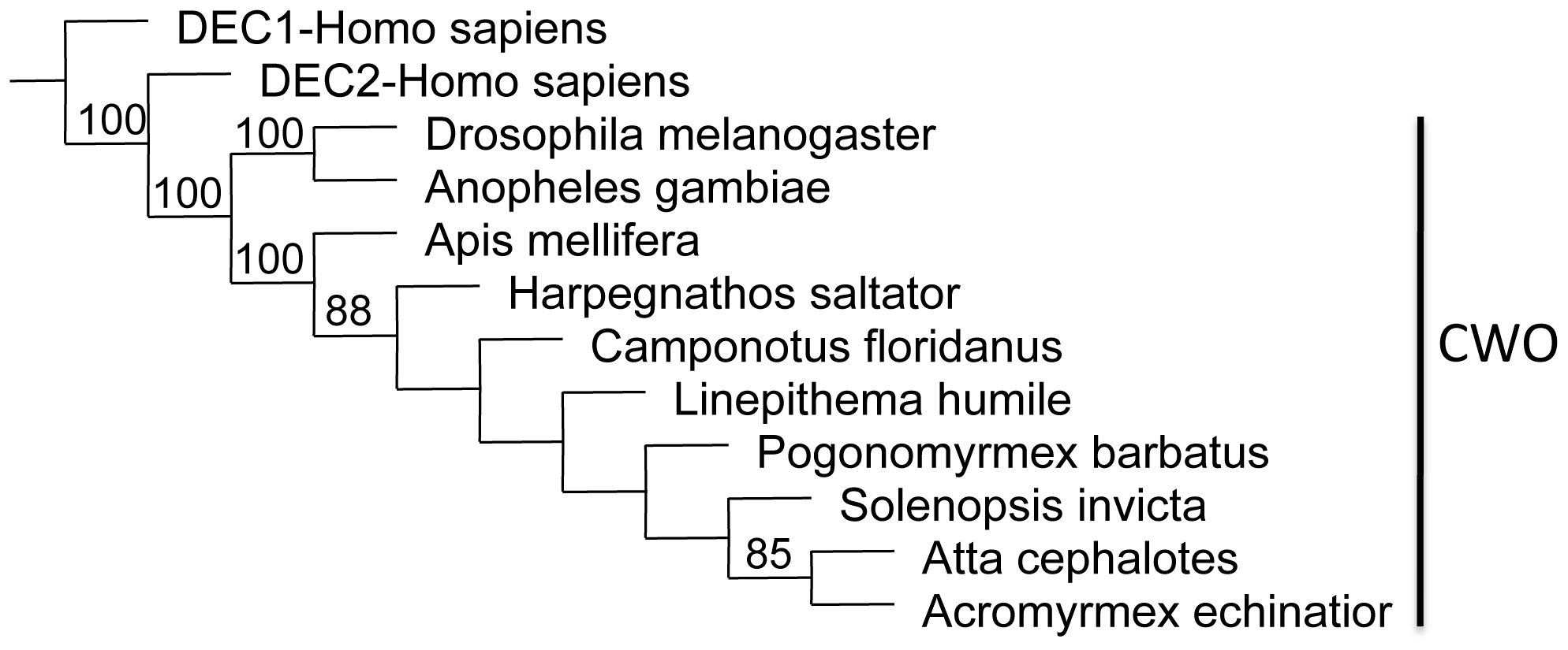 Parsimony tree for clockwork orange orthologs