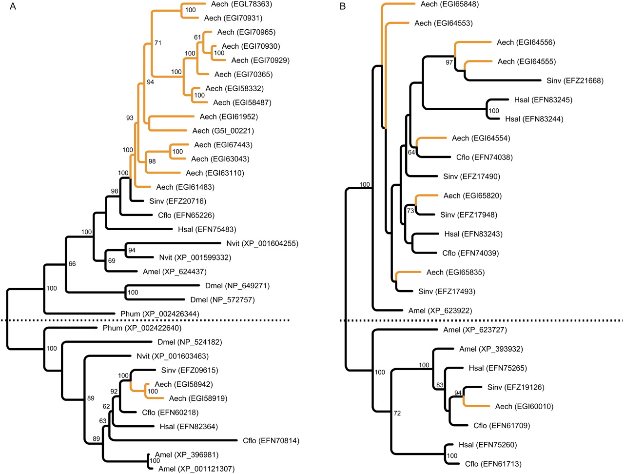 Peptidase expansions in the genome of A. echinatior