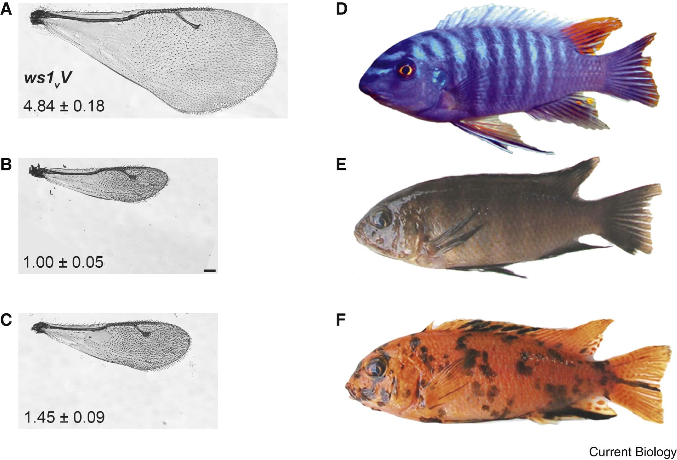 Phenotypes of traits expressed