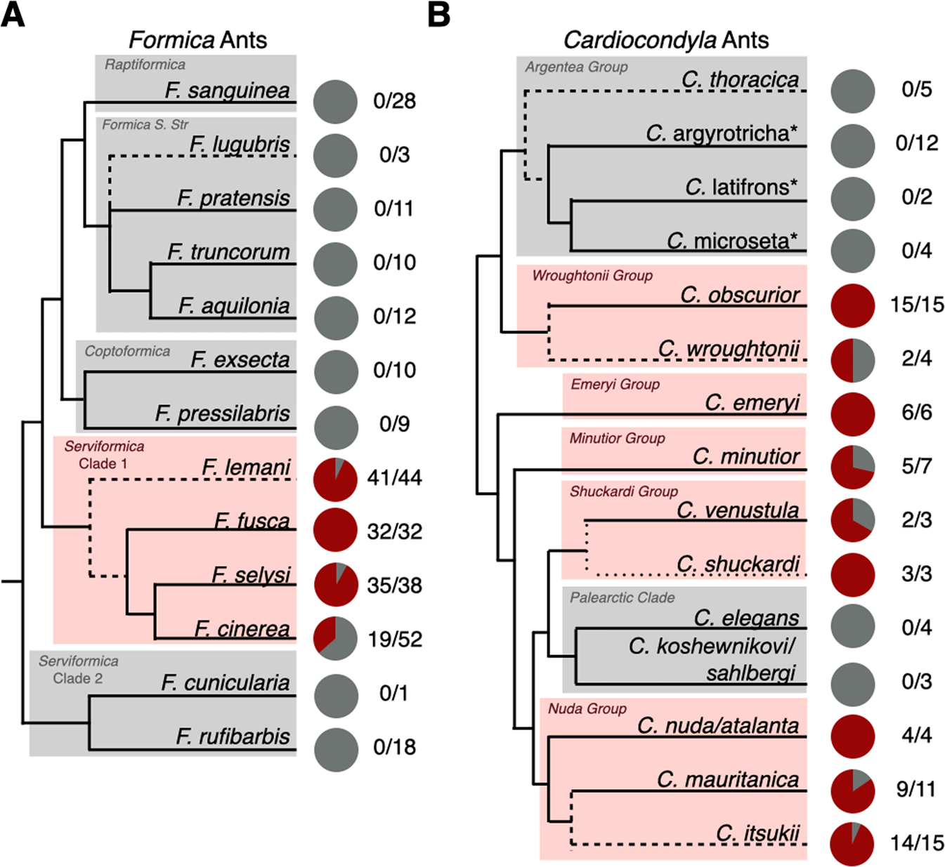 Phylogenetic distribution of symbionts in queens of Formica and Cardiocondyla ants