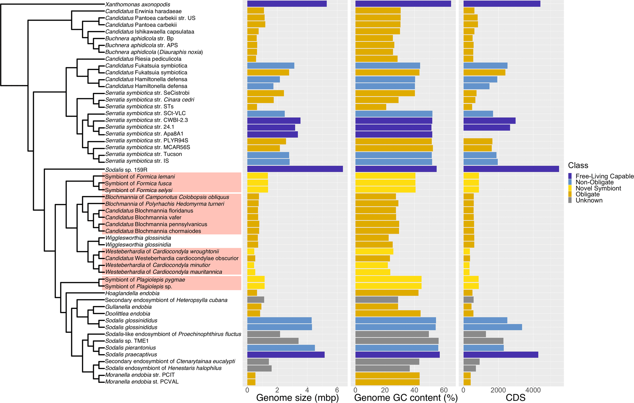 Phylogenetic origins of the bacteriocyte-associated symbionts of ants