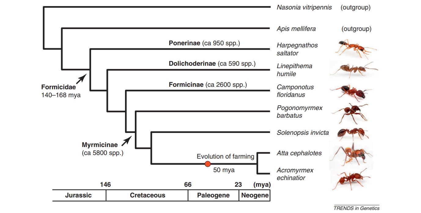 Phylogenetic relationship of the seven sequenced ant species