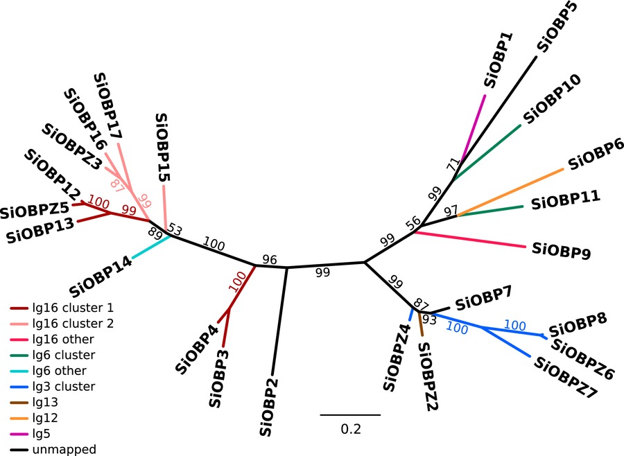 Phylogenetic tree based on a codon-level alignment