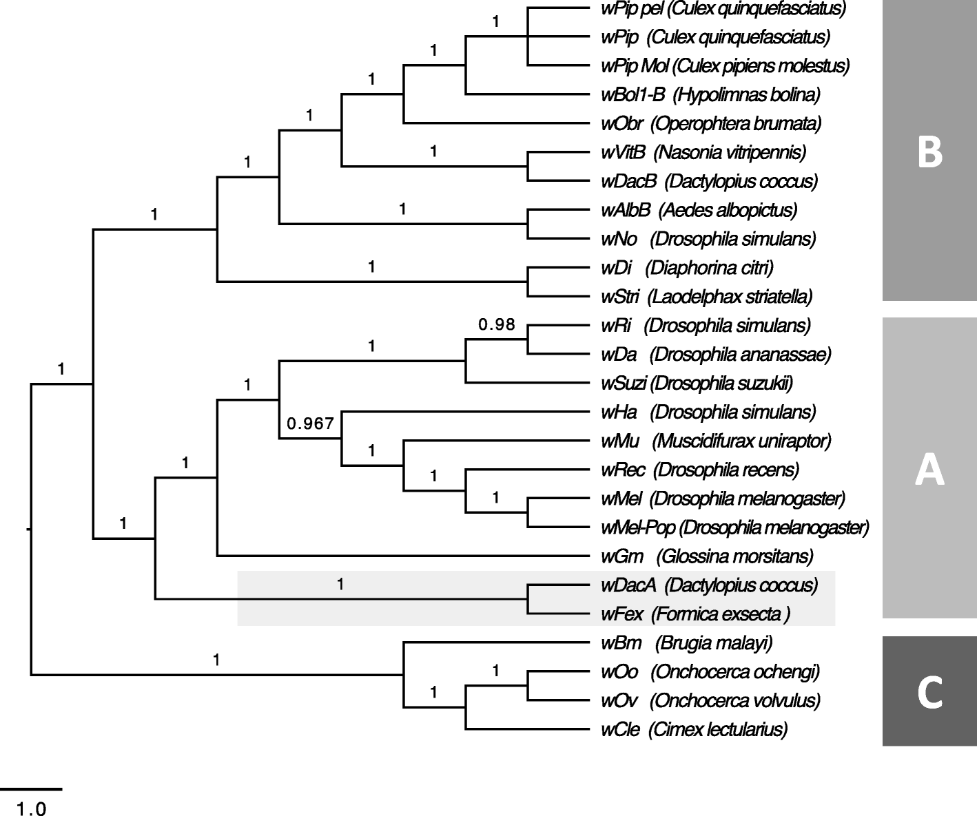 Phylogeny of the Wolbachia supergroups