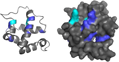 Protein model of HsalCSP11