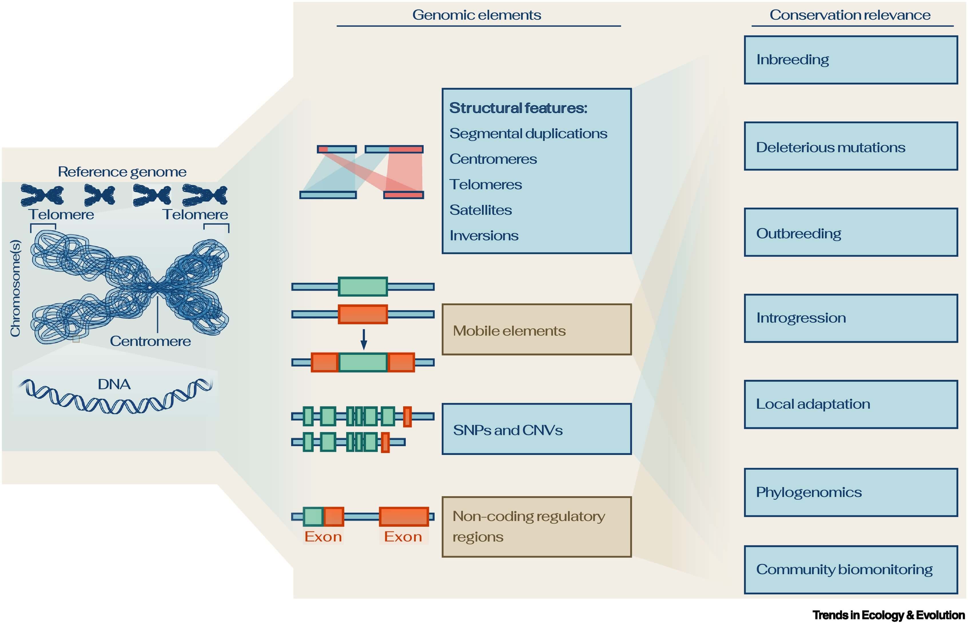 Complete record of the genome of a species