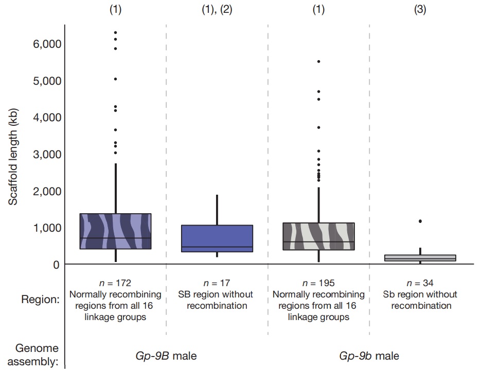 Box-andwhisker plots of scaffold lengths