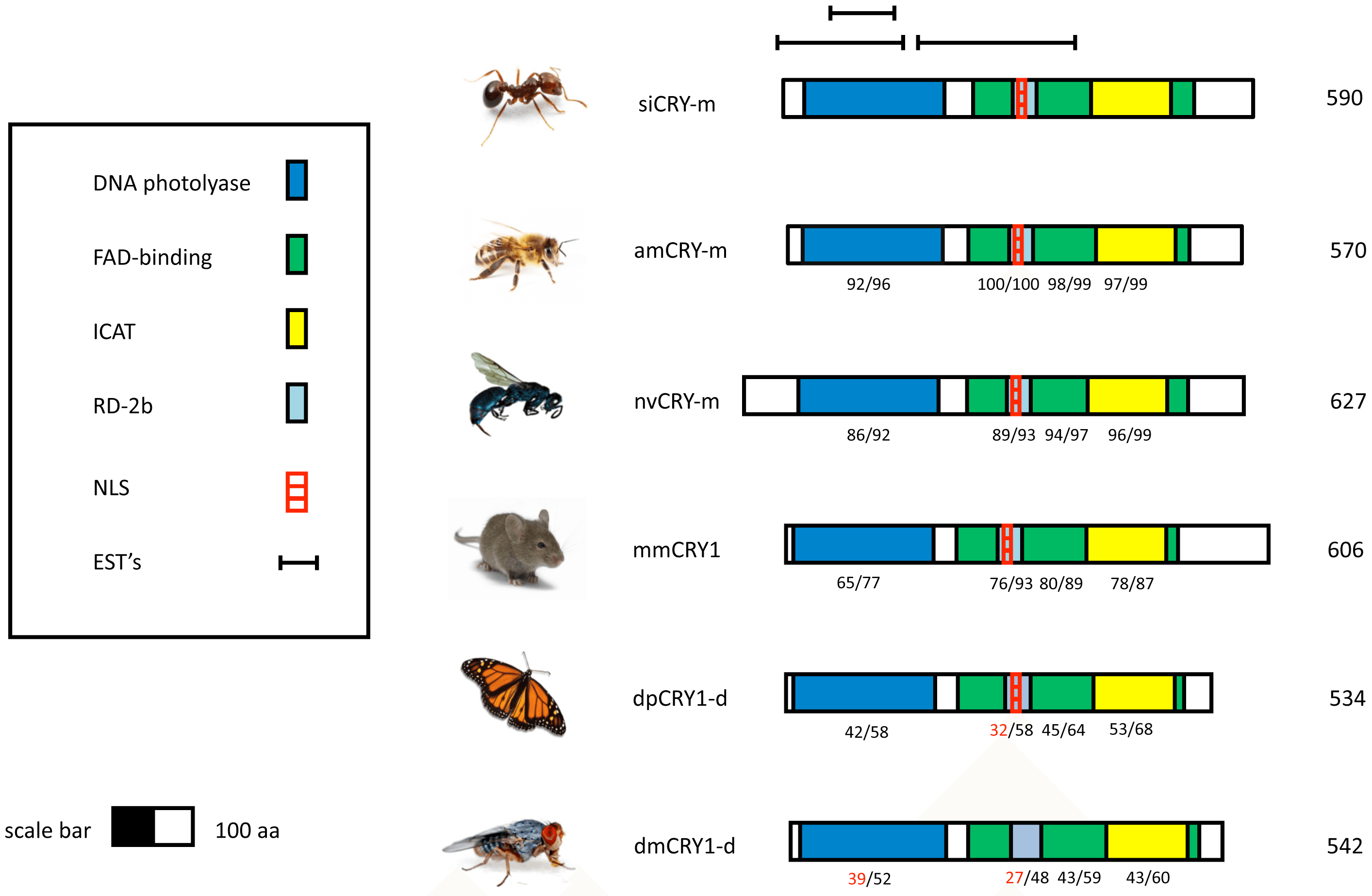 Schematic models for CRY proteins