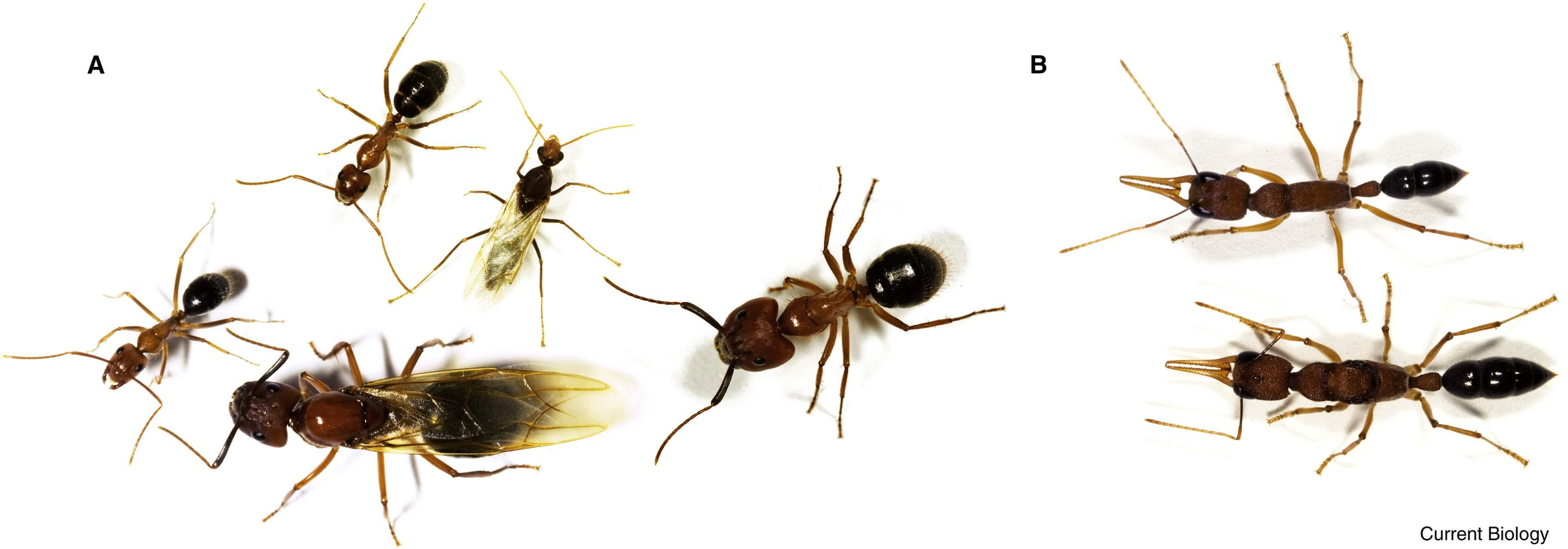 Specialization and flexibility in ant castes