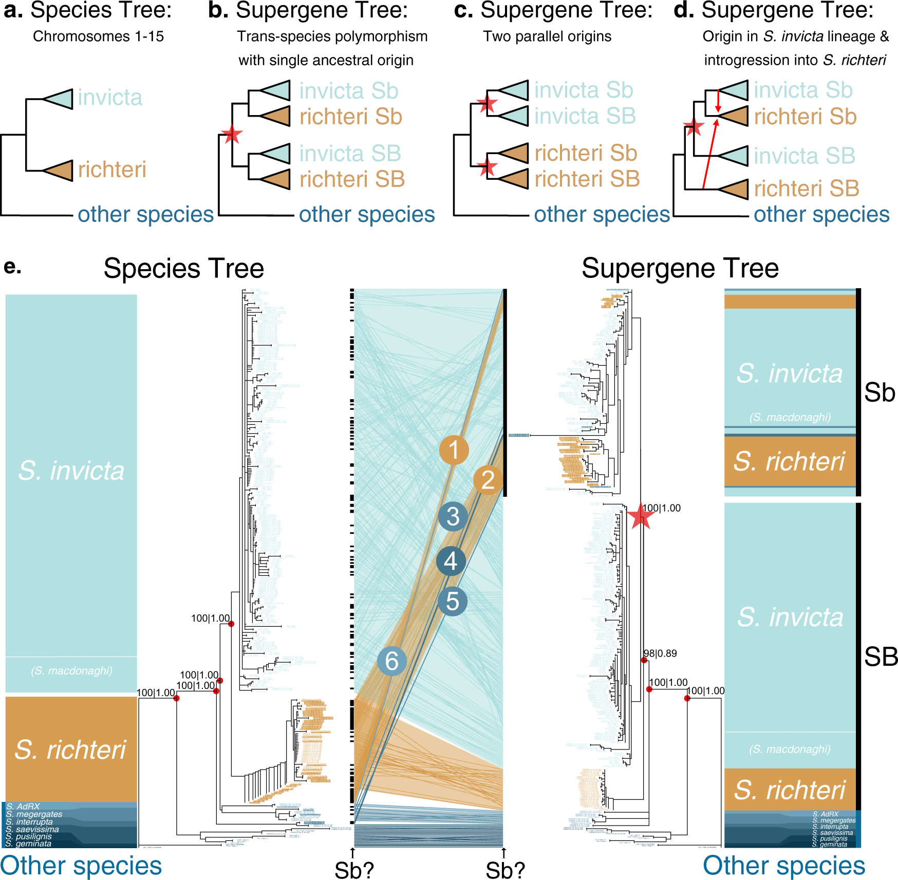 Hypothetical and empirical species and supergene phylogenetic trees