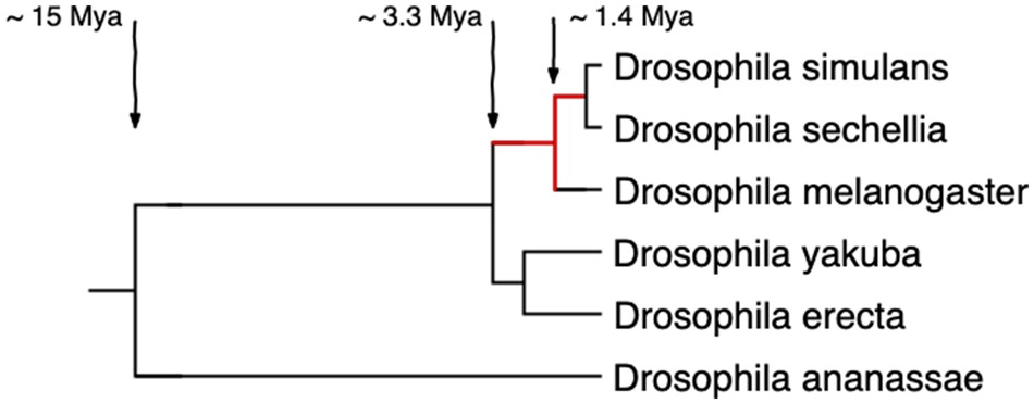 Species tree of the Drosophila melanogaster subgroup