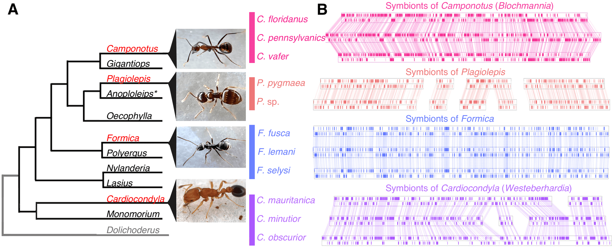 Structural stability of ant symbiont genomes