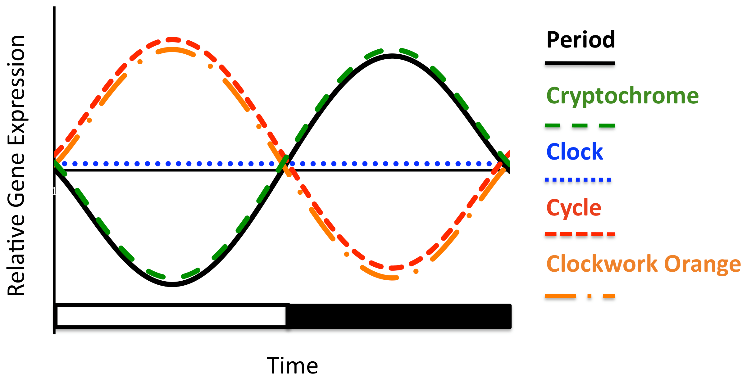Summary representation of oscillation in mRNA