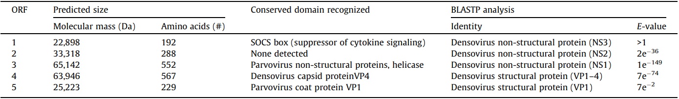 Characteristics of each SiDNV predicted ORF product