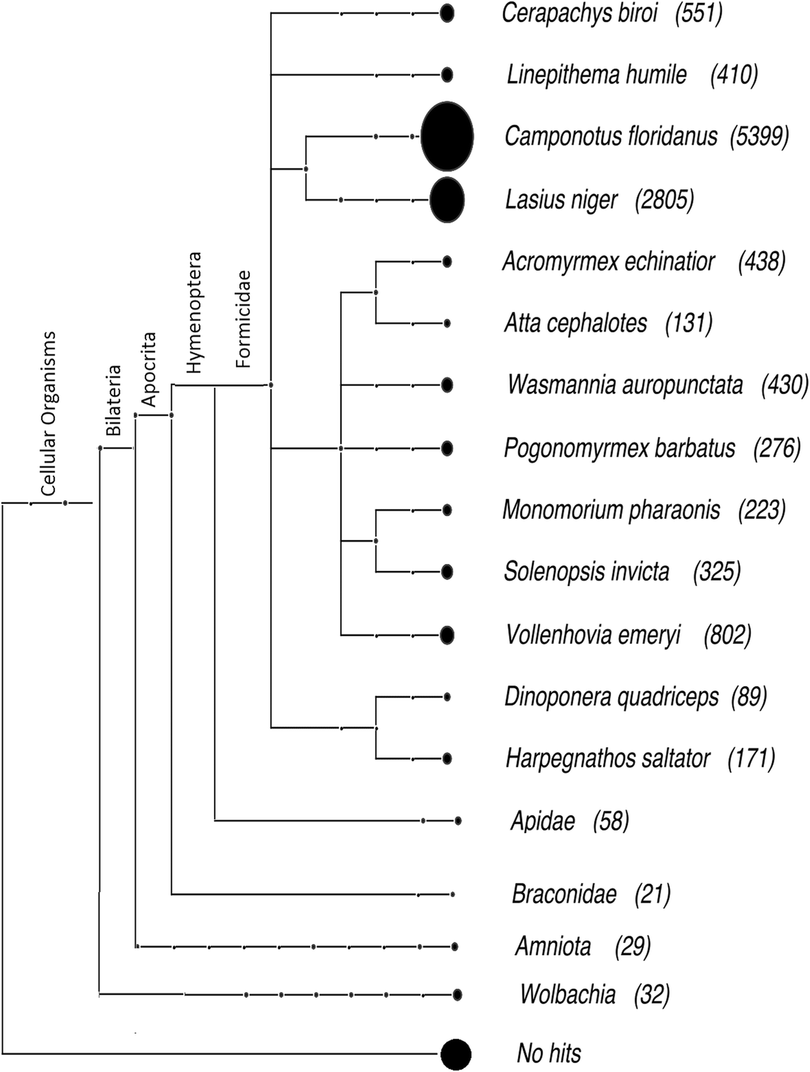 Taxonomic distribution of the best BLASTp hits