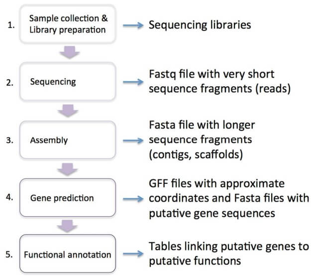 The five steps involved in most genome projects