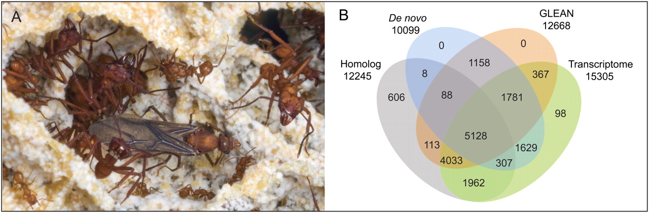 The leafcutter ant A. echinatior